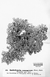 Xanthoparmelia conspersa image